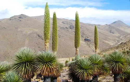 Puya Raimondi mit Option zum Pastoruri-Gletscher