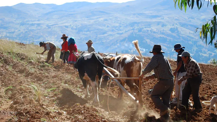 Trabajando la tierra