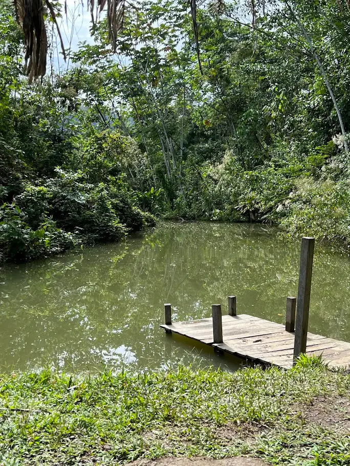 Adéntrate en la selva amazónica