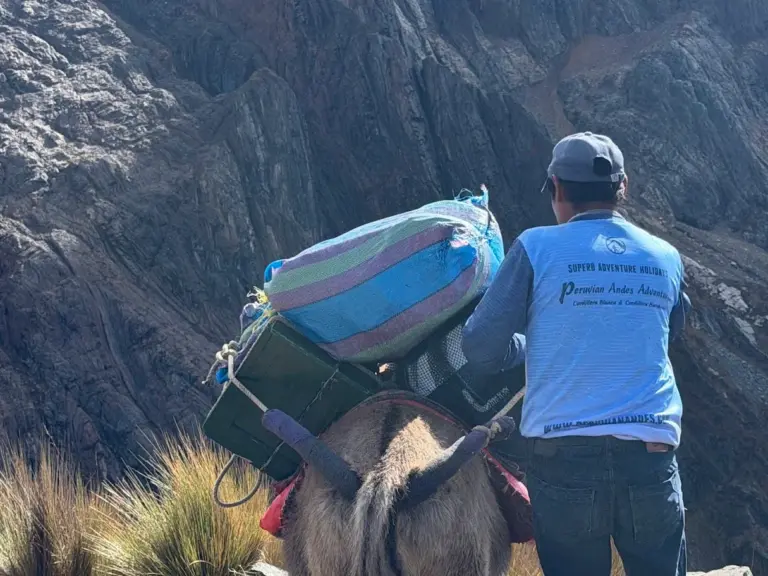 Maximum donkey load